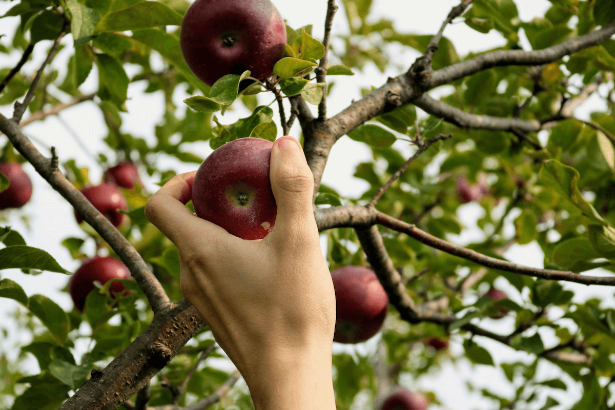 Adolescent cueillant une pomme durant son job d'été.